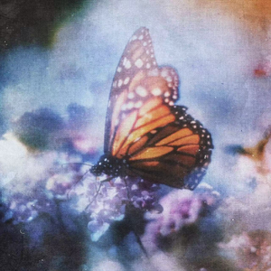 小黄书最新在线网站入口
